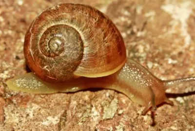 caracol jigsaw puzzle
