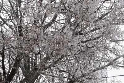 Trees covered in ice