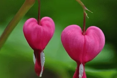 flores 4