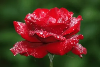 rosa 1