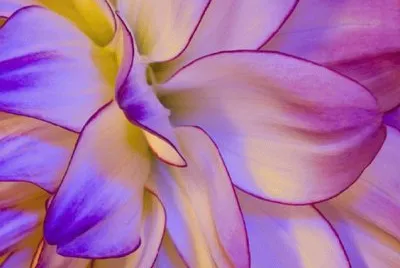 Purple Dream