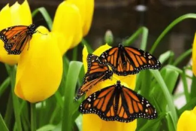 imagens jigsaw puzzle