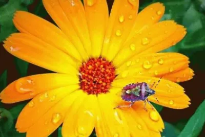 imagens belas da natureza jigsaw puzzle
