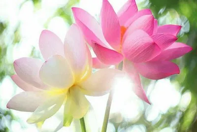 imagens jigsaw puzzle