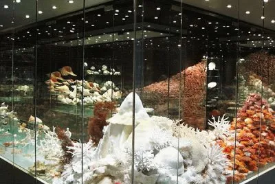 shell museum