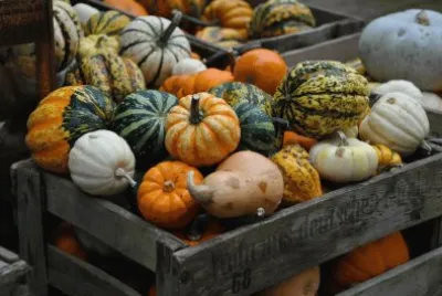 calabazas