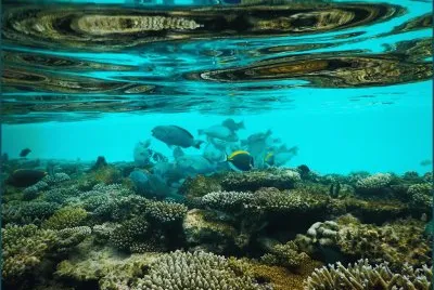 bajo el mar jigsaw puzzle