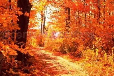 autumn-121