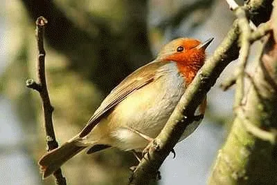 A Colwick Robin