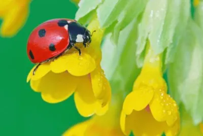 imagens jigsaw puzzle