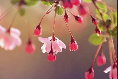 imagens jigsaw puzzle