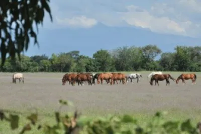 En el Valle de Lerma. Salta. Argentina jigsaw puzzle