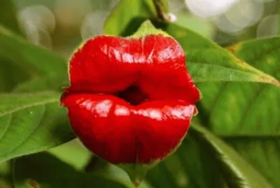 flor