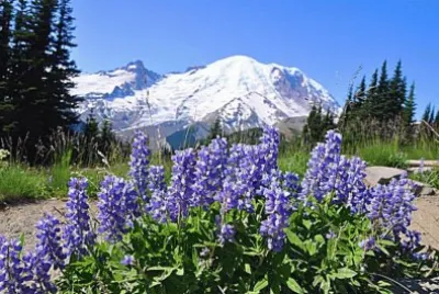 NATUREZA jigsaw puzzle