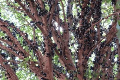 myrciaria cauliflora