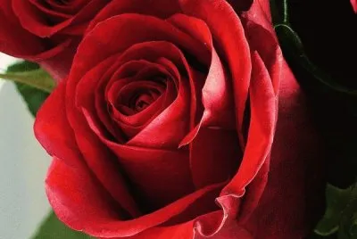 rosas rojas