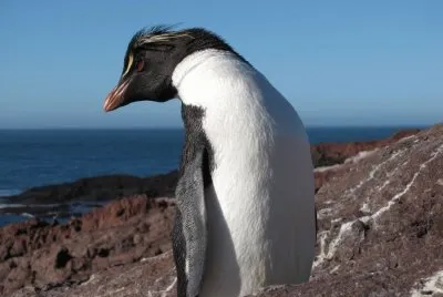 pingÃ¼ino de penacho jigsaw puzzle