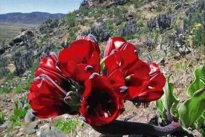 imagens jigsaw puzzle