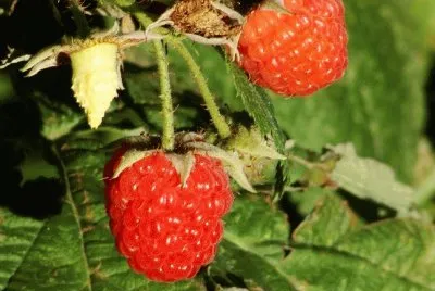 frambuesas
