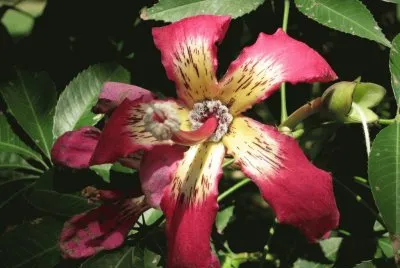 flor de palo borracho