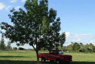 En el campo entrerriano. Argentina jigsaw puzzle