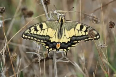 papilio machaon jigsaw puzzle