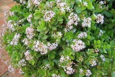 primavera