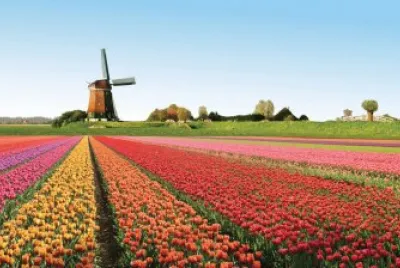 tulipas
