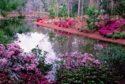 flores jigsaw puzzle