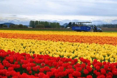 tulipas jigsaw puzzle