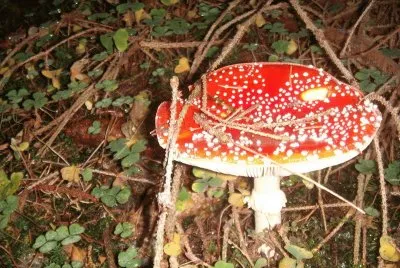 Fliegenpilz jigsaw puzzle