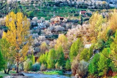 Cerezo en flor-Valle del Jerte