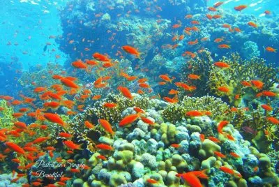 imagens jigsaw puzzle