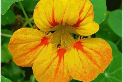 capuchina