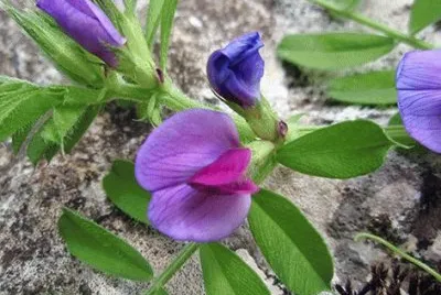 flor de arveja