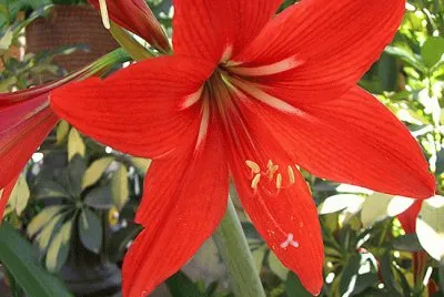 flor de clarÃ­n