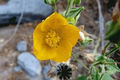 flor de malvavisco