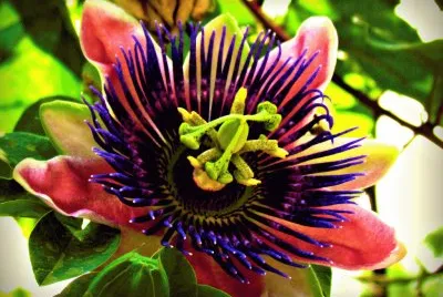 flor de maracuyÃ¡