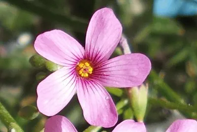flor silvestre