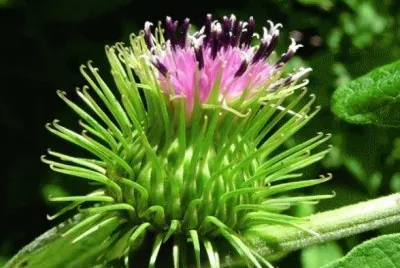 flor silvestre jigsaw puzzle