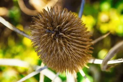 flor silvestre
