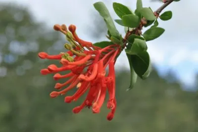flor silvestre