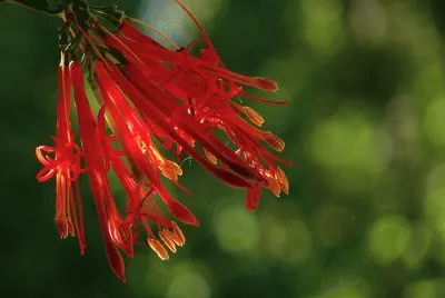 flor silvestre