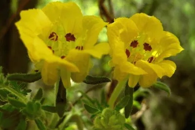 flor silvestre