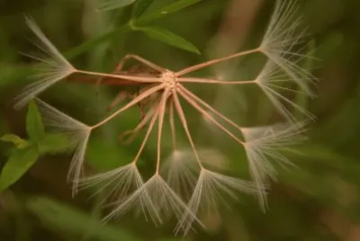 flor silvestre