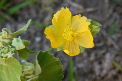 flor silvestre