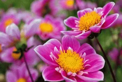 flor