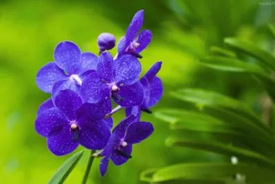 flor