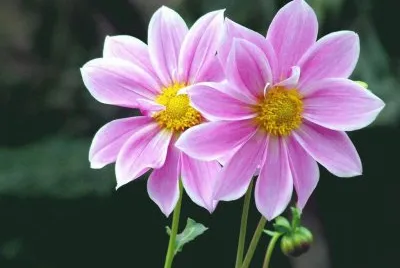 flor