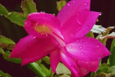 flor